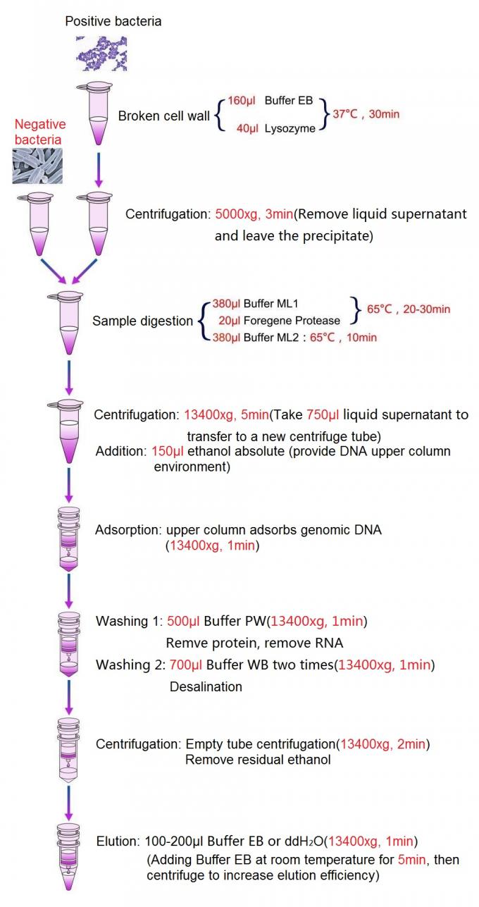 Bakterielle DNA-Isolierungs-Ausrüstung