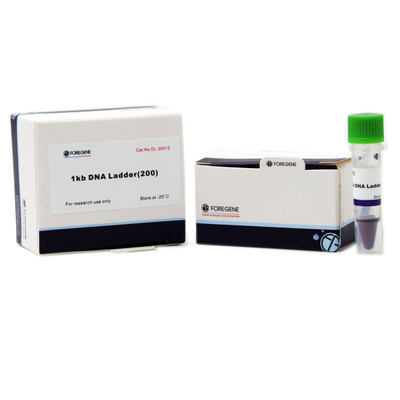 Agarose-Gel-Elektrophorese benutzen DNA-Leiter mit den Größen, die von 1 Kb bis zu Kb 8 reichen