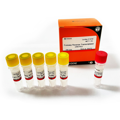 Rückseite Transkriptase Foreasy M-MLV für CDNA-Synthese-Zündkapsel-Erweiterung PCR-Ausrüstungen mit DNA-Polymerase