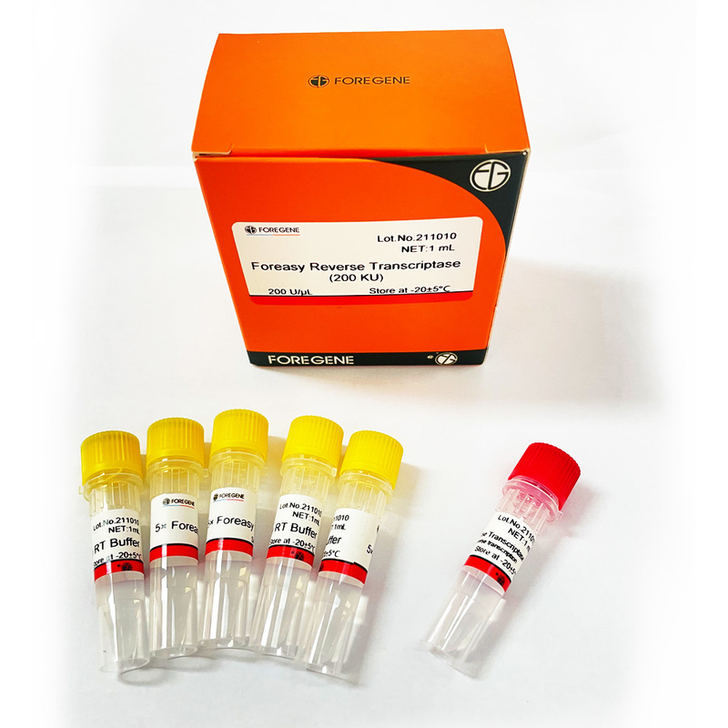 Rückseite Transkriptase Foreasy M-MLV für CDNA-Synthese-Zündkapsel-Erweiterung PCR-Ausrüstungen mit DNA-Polymerase