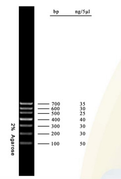DNA-Marker-Agarose-Gel PCR-Ausrüstung DNA-Leiter 700bp für Molekularbiologie-Tests
