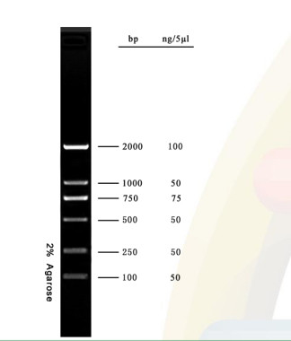 Agarose-Gel PCR-Ausrüstung DNA-Leiter des DNA-Marker-2000bp für Forschung
