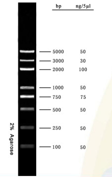 DNA-Marker-Agarose-Gel PCR-Ausrüstung DNA-Leiter 5000bp für Forschungs-Molekularbiologie-Tests